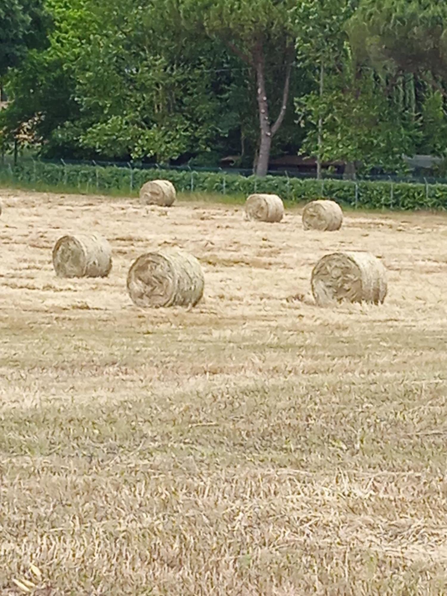 Villetta Con Parco Vicino San Gimignano Колле-ди-Валь-д'Эльса Экстерьер фото